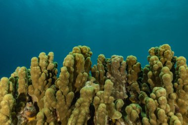 Kızıldeniz 'deki mercan resifi ve su bitkileri, Eilat Israel
