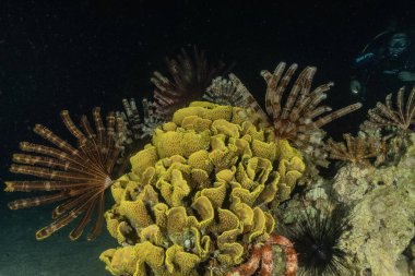 Kızıldeniz 'deki mercan resifi ve su bitkileri, Eilat Israel