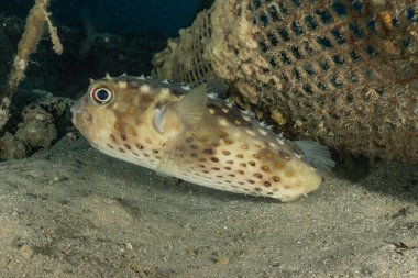 Kızıl Deniz 'de balıklar yüzer, renkli balıklar, Eilat İsrail