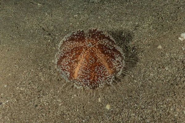 Ερυθρά Θάλασσα Φωτιά Urchin Στην Ερυθρά Θάλασσα Πολύχρωμο Και Όμορφο — Φωτογραφία Αρχείου