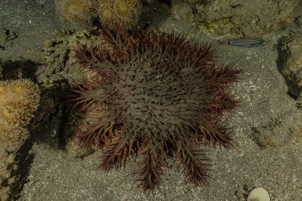Коралловые Рифы Водные Растения Красном Море Эйлат Израиль — стоковое фото