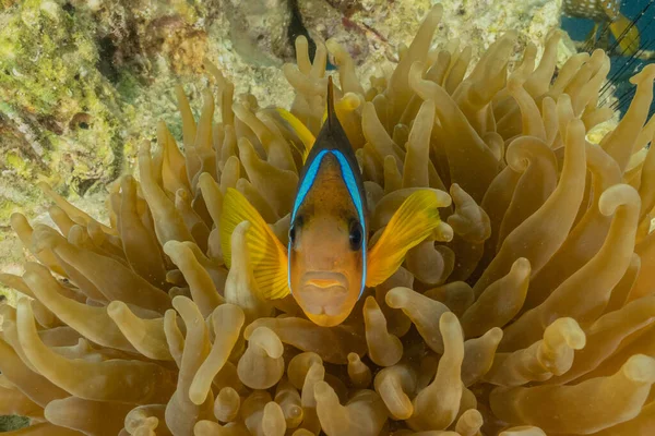 Kızıl Deniz 'de balıklar yüzer, renkli balıklar, Eilat İsrail