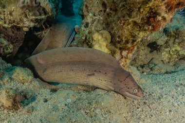 Moray eel Mooray lycodontis Kızıldenizde dalgalanma, Eilat Israel