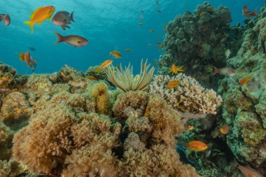 Kızıldeniz 'deki mercan resifi ve su bitkileri, Eilat Israel