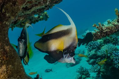 Kızıl Deniz 'de balıklar yüzer, renkli balıklar, Eilat İsrail