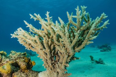 Kızıldeniz 'deki mercan resifi ve su bitkileri, Eilat Israel