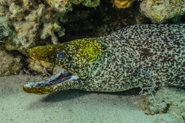 Moray eel Mooray lycodontis Kızıldenizde dalgalanma, Eilat Israel