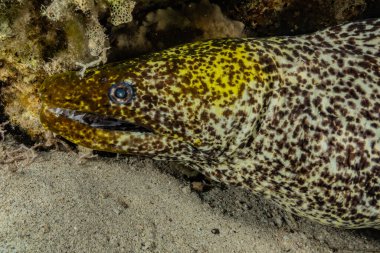 Moray eel Mooray lycodontis Kızıldenizde dalgalanma, Eilat Israel