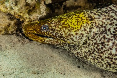 Moray eel Mooray lycodontis Kızıldenizde dalgalanma, Eilat Israel