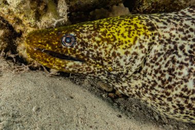 Moray eel Mooray lycodontis Kızıldenizde dalgalanma, Eilat Israel