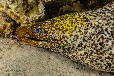 Moray eel Mooray lycodontis Kızıldenizde dalgalanma, Eilat Israel
