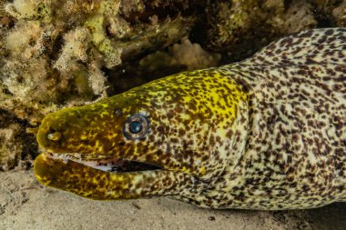 Moray eel Mooray lycodontis Kızıldenizde dalgalanma, Eilat Israel