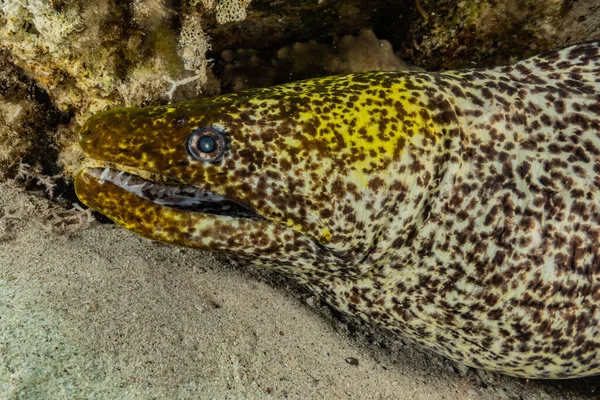Moray Eel Mooray Lycodontis Undulatus Красном Море Эйлат Израиль — стоковое фото