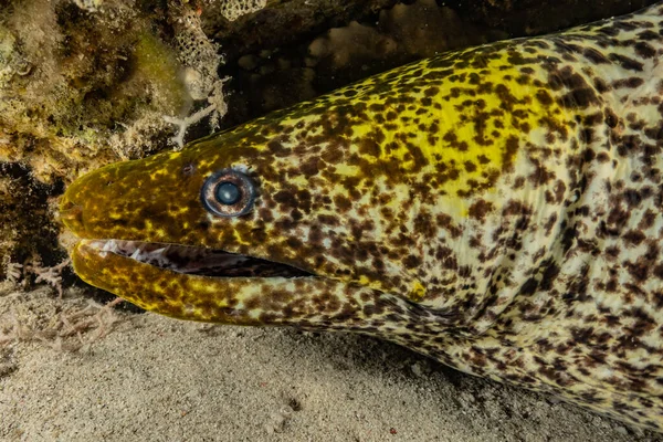 Moray Eel Mooray Lycodontis Undulatus Mar Rojo Eilat Israel —  Fotos de Stock