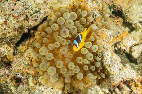 Récif Corallien Plantes Aquatiques Dans Mer Rouge Eilat Israël — Photo