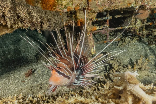 Lejonfisk Röda Havets Färgglada Fisk Eilat Israel — Stockfoto