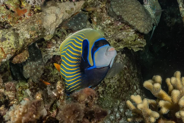 Pesci Nuotare Nel Mar Rosso Pesci Colorati Eilat Israele — Foto Stock