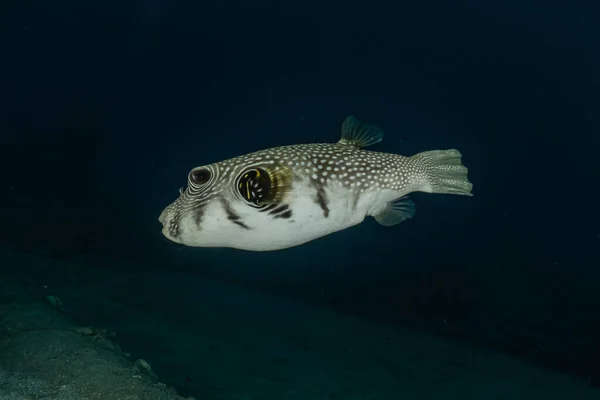 Fiskar Simmar Röda Havet Färgglada Fiskar Eilat Israel — Stockfoto