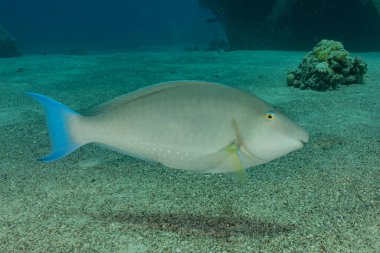 Kızıl Deniz 'de balıklar yüzer, renkli balıklar, Eilat İsrail