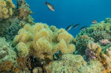 Kızıldeniz 'deki mercan resifi ve su bitkileri, Eilat Israel