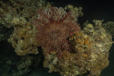 Kızıldeniz 'deki mercan resifi ve su bitkileri, Eilat Israel