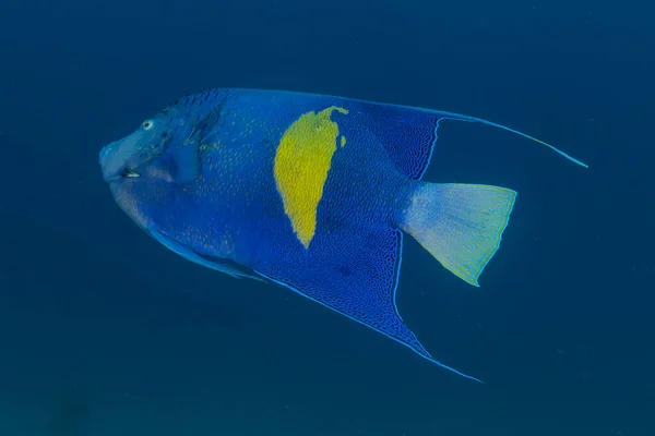 紅海で泳ぐ魚 カラフルな魚 エイラートイスラエル — ストック写真