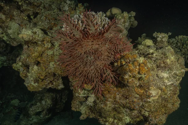 紅海のサンゴ礁と水生植物 エイラートイスラエル — ストック写真