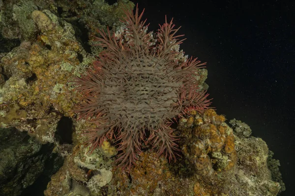 紅海のサンゴ礁と水生植物 エイラートイスラエル — ストック写真