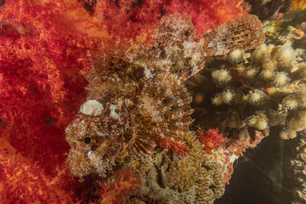 Récif Corallien Plantes Aquatiques Dans Mer Rouge Eilat Israël — Photo