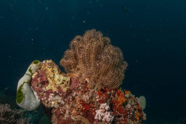 Filipinler Denizi 'ndeki mercan resifi ve su bitkileri