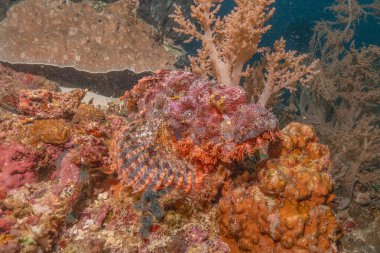 Filipinler Denizi 'nde balıklar yüzer.