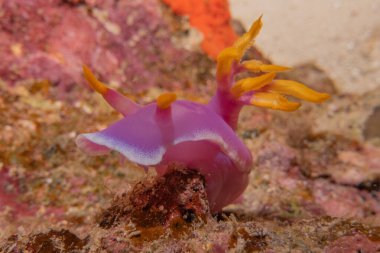 Filipinler Denizi 'nde deniz sümüklüböceği