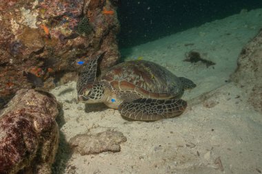 Filipinler Denizi 'nde Şahin gagalı deniz kaplumbağası