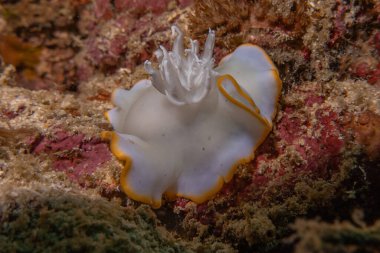 Filipinler Denizi 'nde deniz sümüklüböceği