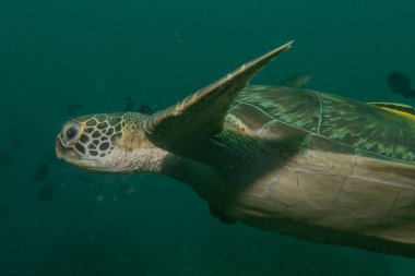 Filipinler Denizi 'nde Şahin gagalı deniz kaplumbağası