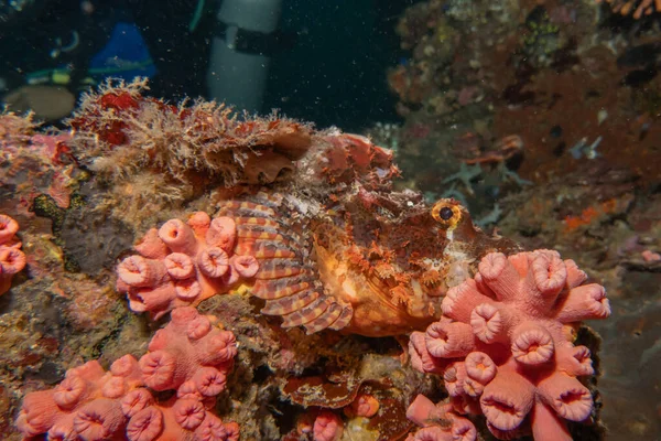 Fish swim in the Sea of the Philippines