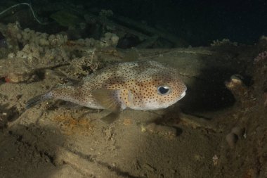 Kızıl Denizde yüzen balıklar, renkli balıklar, Eilat, İsrail