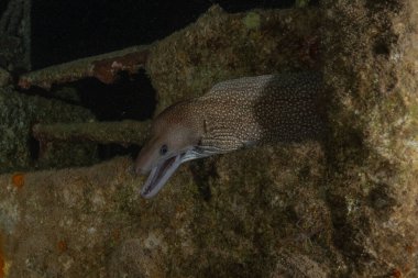 Moray eel Mooray lycodontis undulatus, Kızıl Deniz 'de, Eilat, İsrail
