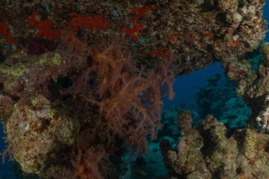 Kızıldeniz 'deki mercan resifi ve su bitkileri, Eilat, İsrail