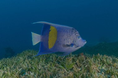 Kızıl Denizde yüzen balıklar, renkli balıklar, Eilat, İsrail