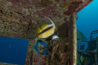 Kızıl Denizde yüzen balıklar, renkli balıklar, Eilat, İsrail