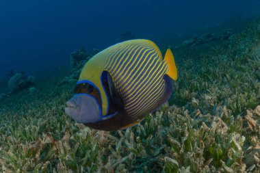 Kızıl Denizde yüzen balıklar, renkli balıklar, Eilat, İsrail