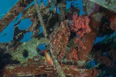 Kızıl Deniz 'deki kurbağa balığı, Renkli ve güzel, Eilat, İsrail