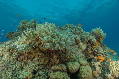 Kızıldeniz 'deki mercan resifi ve su bitkileri, Eilat, İsrail