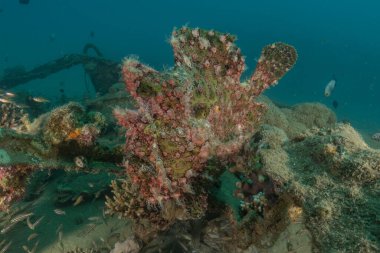 Kızıl Deniz 'deki kurbağa balığı, Renkli ve güzel, Eilat, İsrail