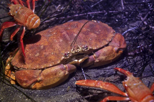 Crabe Rouge Sur Fond Mer — Photo