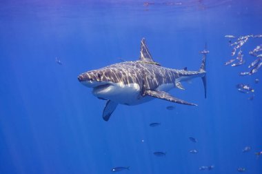 Büyük beyaz köpekbalıkları Isla Guadalupe