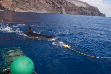 Büyük beyaz köpekbalıkları Isla Guadalupe