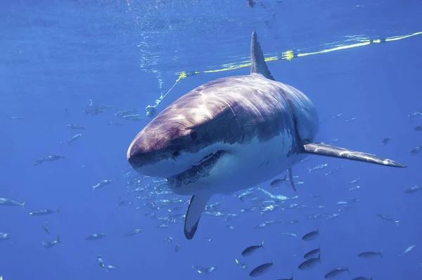 Grote Witte Haaien Van Isla Guadalupe — Stockfoto