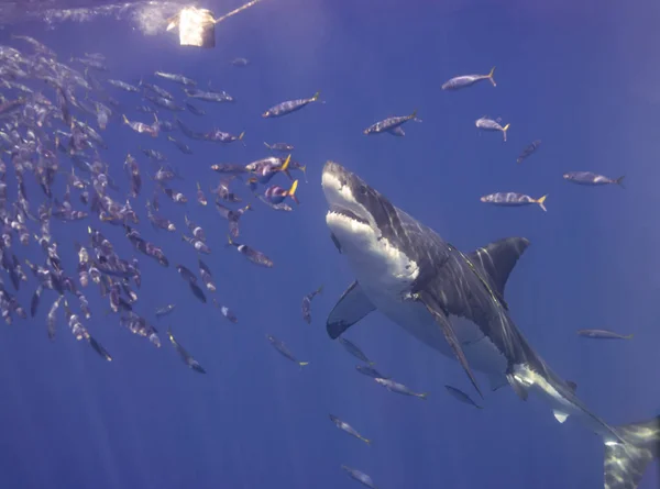 Great White Sharks Isla Guadalupe — Stock Photo, Image
